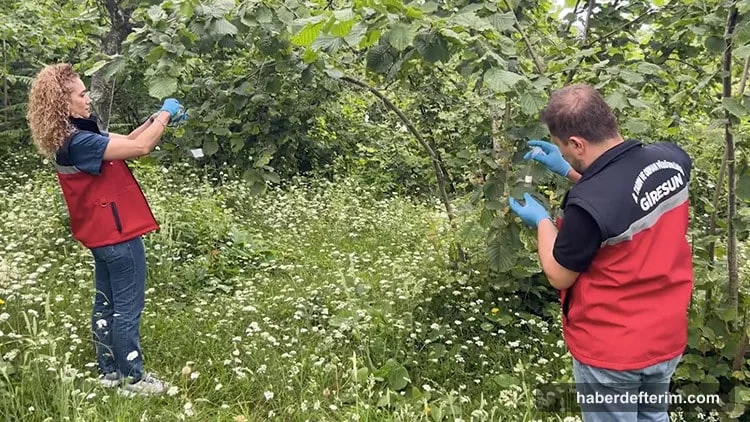 Kahverengi kokarcaya karşı 1,65 milyon samuray arısı